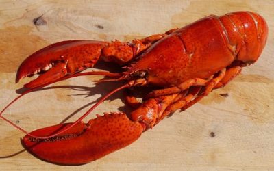 How do lobsters grow? 5 tips om te groeien