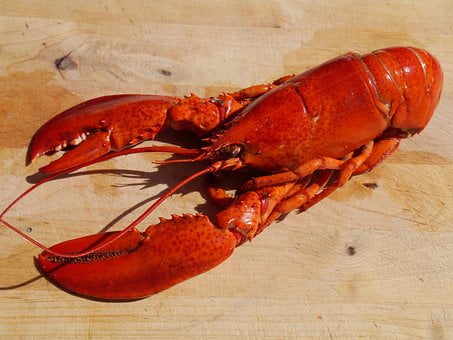 How do lobsters grow? 5 tips om te groeien